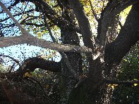 Castagno_di_Serruggeri - Castanea_sativa_201011121 027.jpg